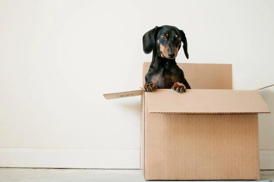 4 Tips for Allowing Pets in a Rental Property in Greenville, SC